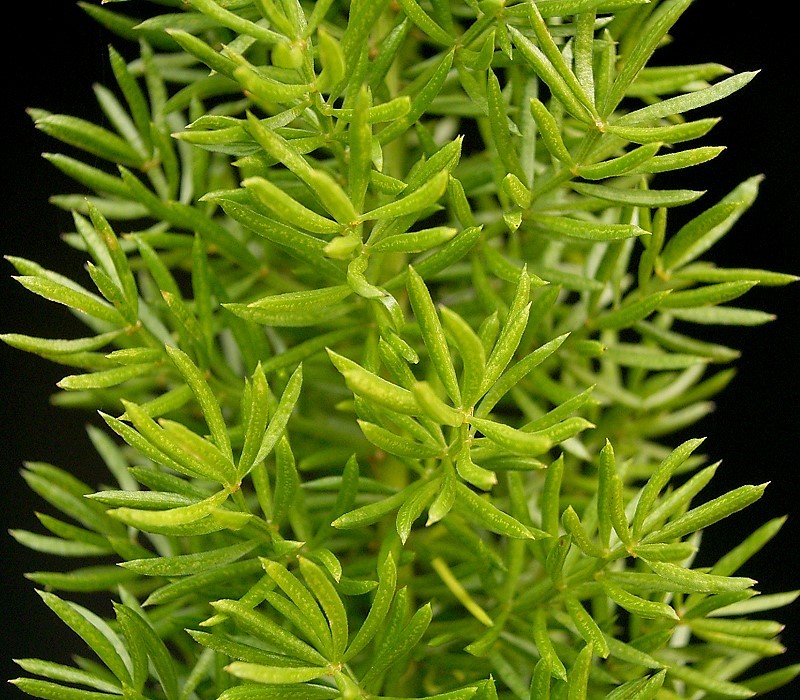 Asparagus Fern