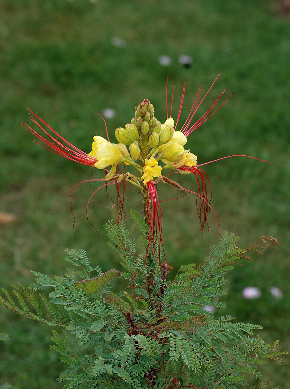 Brazilwood