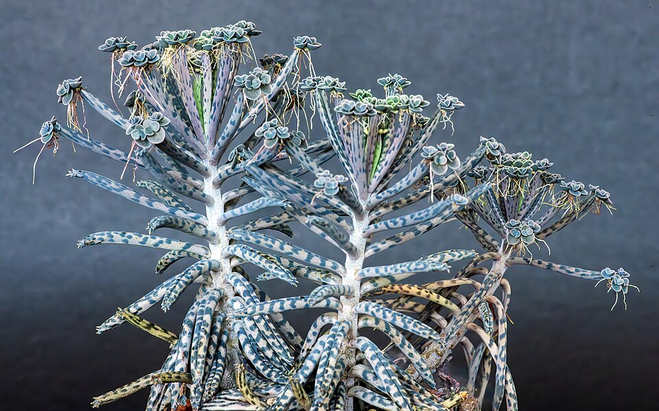Chandelier Plant
