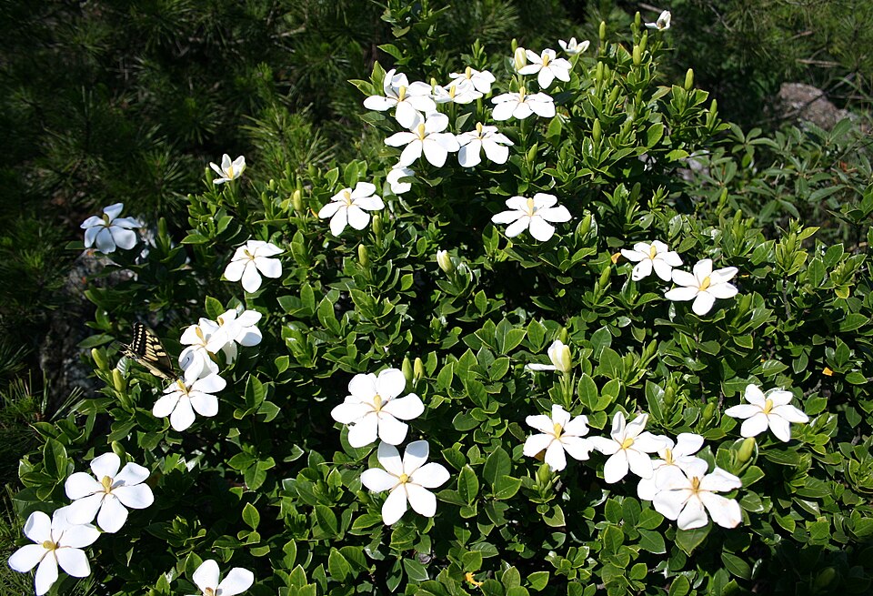 Gardenia