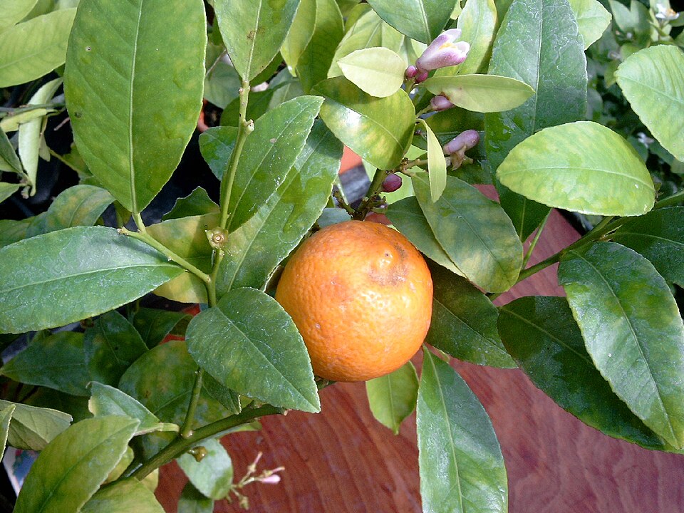 Lemon