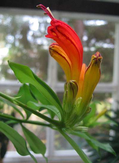 Lipstick Plant