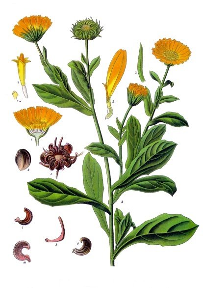 Mary-Bud